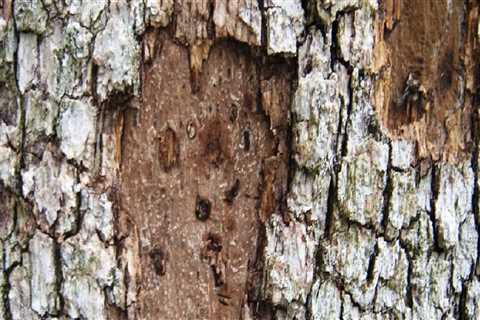 What Type of Insurance Do Certified Texas Arborists Need When Working on Trees?