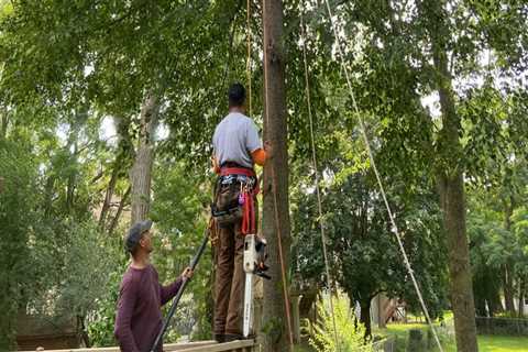 Pruning Trees in Winchester, Virginia: What You Need to Know