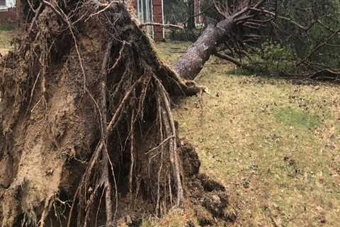 Safe Tree Removal Near Schools in Winchester, Virginia