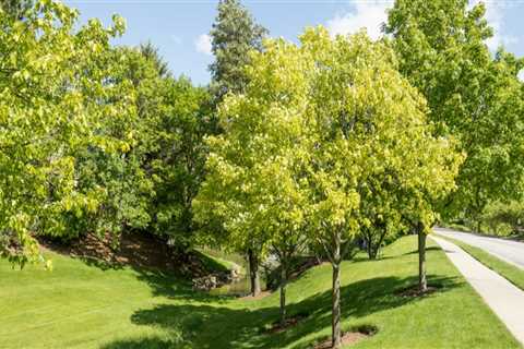 The Benefits of Tree Planting for Landscaping: A Comprehensive Guide