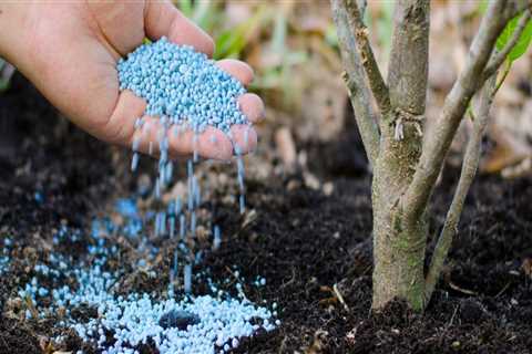 Fertilizing Newly Planted Trees for Optimal Landscaping