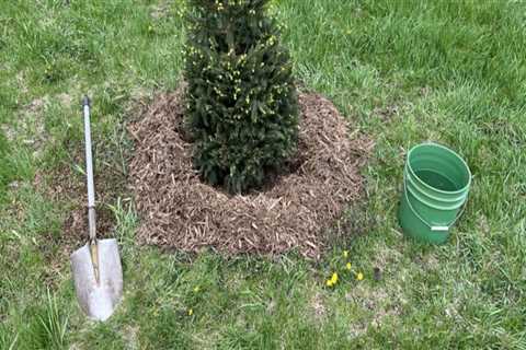 Caring for Newly Planted Trees in Landscapes: A Guide for Homeowners