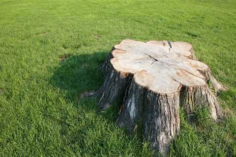 Rotting Tree Stumps with Epsom Salt: A Quick and Easy DIY Solution