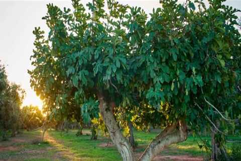 Planting a Tree in the Sun: A Comprehensive Guide