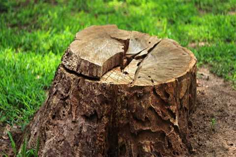 Getting Rid of Tree Stumps and Roots: A Comprehensive Guide