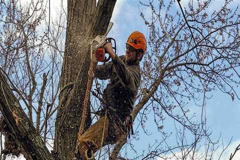 Everything You Need to Know About Stump Removal Services in Winchester