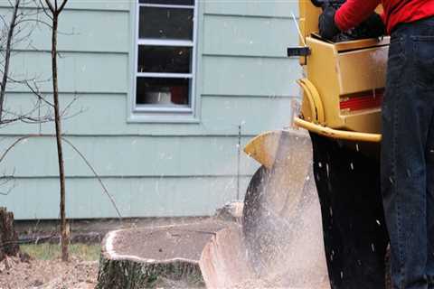 How Much Does It Cost to Hire a Stump Removal Service in Winchester, Virginia?
