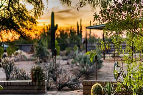 How To Maintain Your Landscape Design With Tree Services In Scottsdale