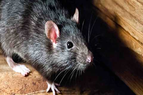 How insects and rodents can be controlled in your home?