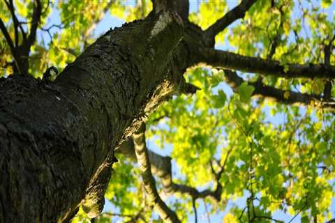 How can we maintain trees in nearby areas?