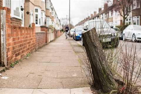 Cutting Down Trees in the UK: What You Need to Know