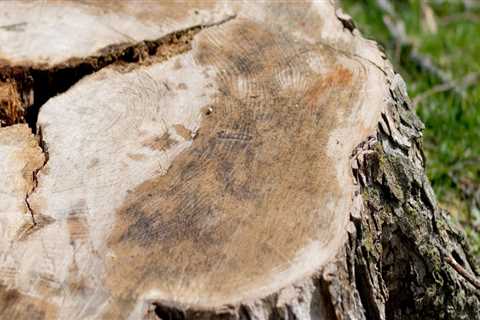 Why Do We Say 'Wood' When We Cut Down a Tree?