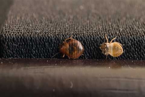 How long does a bed bug infestation take?