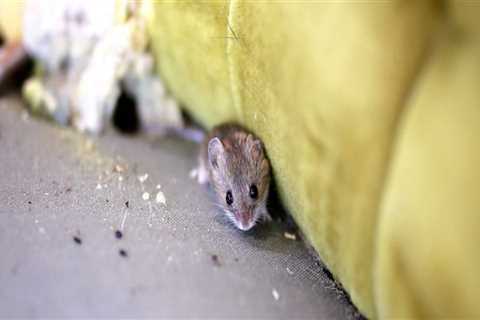 How do you keep rodents and bugs out of your house?