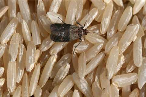 The 10 Most Common Types of Indoor Pests