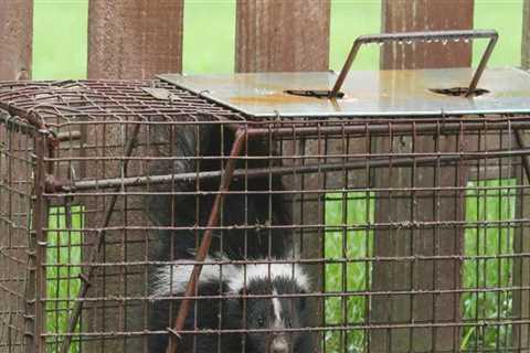 Wildlife Removal Services: What Animals Do They Handle?