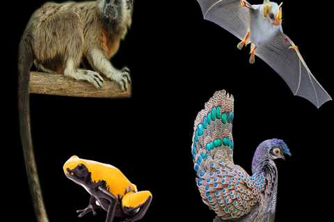 Does a Wildlife Removal Service Provide Educational Resources About Local Species and Their..