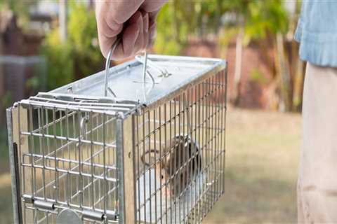 Can a wildlife removal service help me determine how many animals are living on my property?