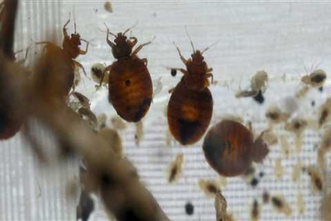 The Health Hazards of Common Indoor Pests