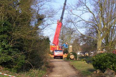 Woodlands Tree Surgeons Commercial & Residential Tree Services