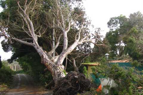 Woodnook Tree Surgeons Tree Removal Felling & Dismantling Throughout Woodnook