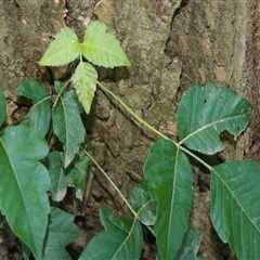 What habitat does poison ivy grow?