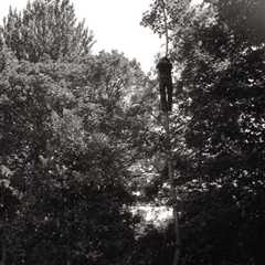 Strongstry Tree Surgeon Residential And Commercial Tree Removal And Pruning Services