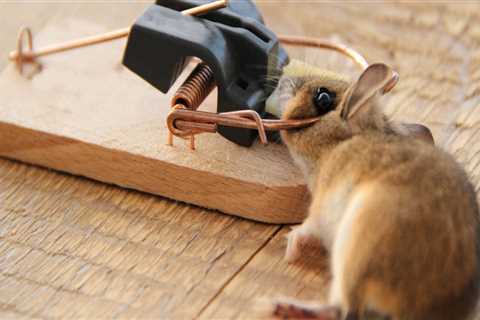 Will pest control get rid of mice?