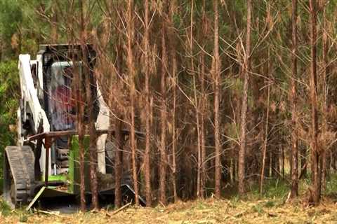 How land is cleared from trees?