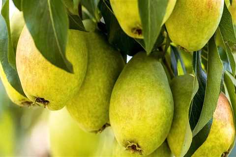 What is a pear tree care?