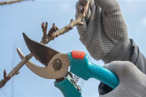 The Importance Of Tree Pruning and Shaping When Hardscaping