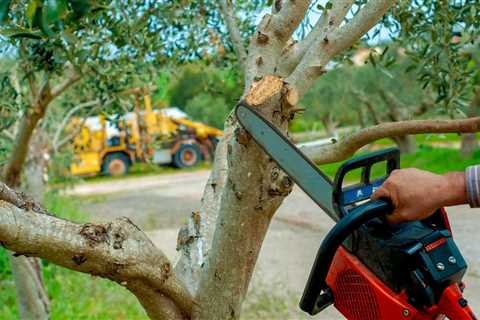 Tree Trimming Near Me Georgetown Tree Service	 