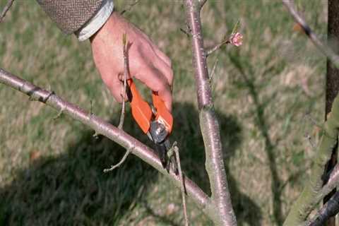 How do you properly prune a tree?