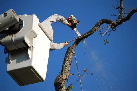 Georgetown Tree Trimming Service	 