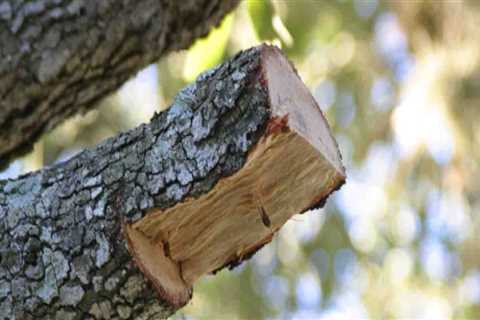 Texas Trees: Pruning Tips from Arborists