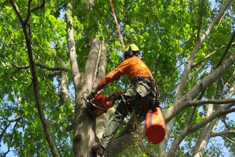 Tree Services Offered by Texas Arborists