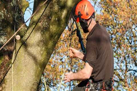 What is the Difference Between a Texas Arborist and a Tree Surgeon?