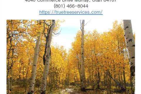 Best Tree Removal Company in Utah