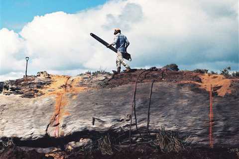 50,000-Year-Old Trees Rise Again