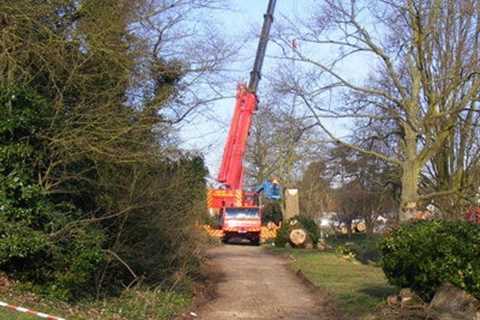 Tree Surgeons in Waterside Residential And Commercial Tree Removal And Pruning Services