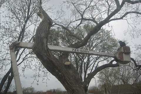 University Tree Surgeons 24 Hr Emergency Tree Services Dismantling Felling And Removal