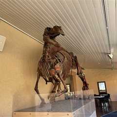 Tasmanian Museum and Art Gallery