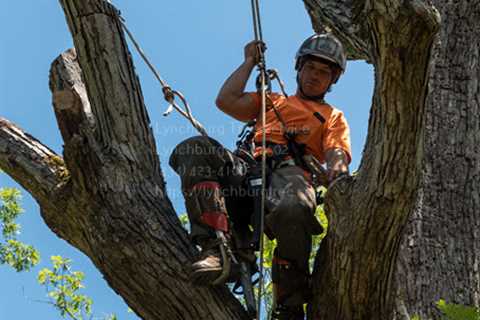 Emergency Tree Removal