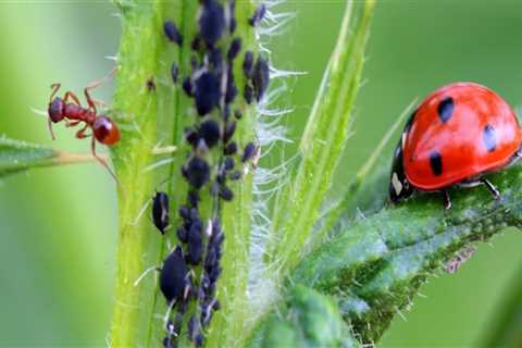 How do you control pests?