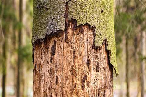 How do you know if your tree has a disease?