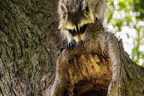 How Raccoon Removal Services Can Help You Prevent Infestation As Part Of Your Tree Maintenance In..