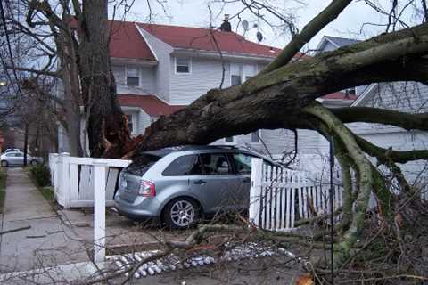 Rainow Tree Surgeons Residential & Commercial Tree Removal Services