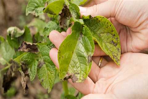 How does the disease spread from one plant to another?