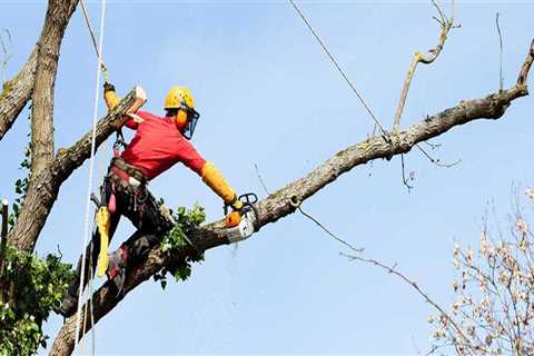 How much does a tree climber earn?