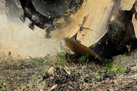 What is the Fair Price for Stump Grinding Services?